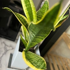 観葉植物