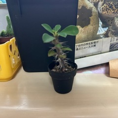 ミリーエンペラー多肉植物