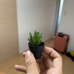 名前不明ハオルチア