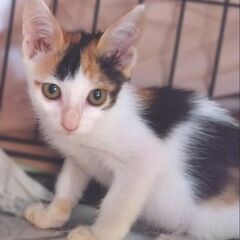 生後3ヶ月の美猫😻