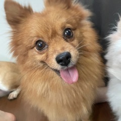 人が大好きずっとついてくるきなこちゃん