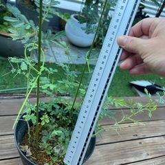 ミモザの画像