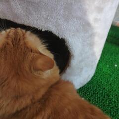 キャットタワーの画像