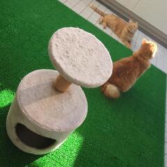 キャットタワー