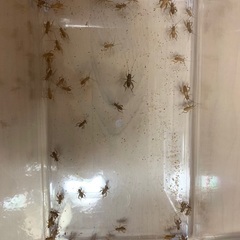 生き餌　イエコお譲りします