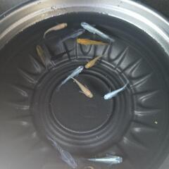 10/12めだか販売の画像