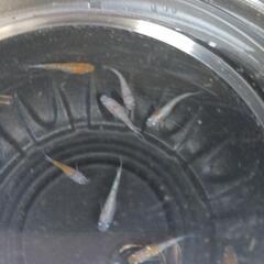 10/12めだか販売の画像