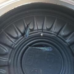 10/12めだか販売の画像