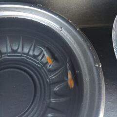 10/12めだか販売の画像