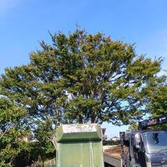 【伐採】【庭木】【立木の撤去】請け負います (株)トラストカーゴ 千葉