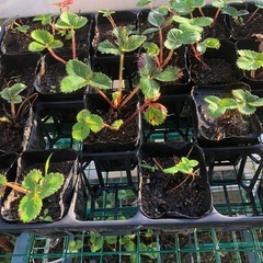 [連休限定]無農薬　イチゴ苗　202410121