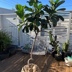 大型　フィカス　バンビーナ　　観葉植物