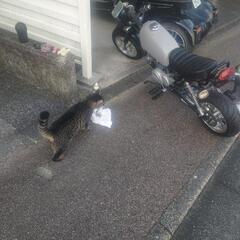 《早い者勝ち》キットバイクモンキータイプ ロングフレーム&ロンスイ仕様      要整備の画像