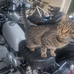 《早い者勝ち》キットバイクモンキータイプ ロングフレーム&ロンスイ仕様      要整備の画像