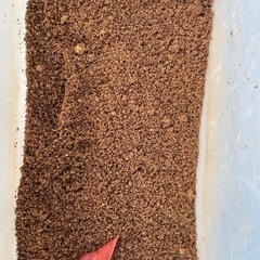 カブトムシの幼虫の餌に　シイタケ廃菌床ブロックの画像