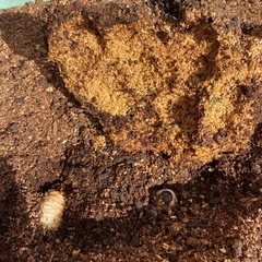 カブトムシの幼虫の餌に　シイタケ廃菌床ブロックの画像