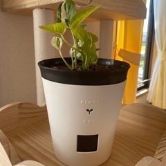 観葉植物　　ポトス