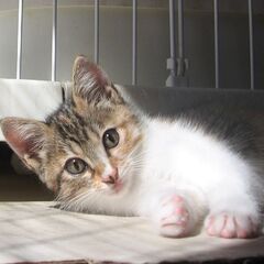 人が好きで甘えたがりの女の子 - 猫