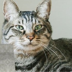 猫用　ペットフード　ブリスミックス　グレインフリーキャット
