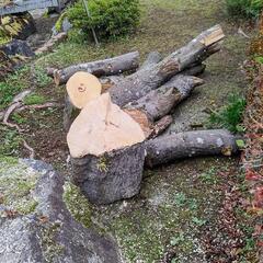 もみじの原木（玉切りと枝）の画像