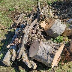 もみじの原木（玉切りと枝）の画像