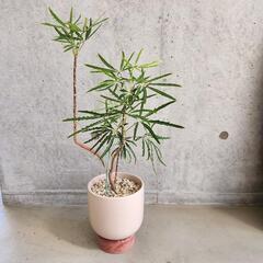 観葉植物鉢つきアラレアエレガンスリッチ