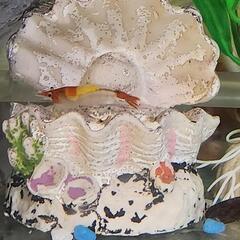 水槽のお掃除屋さんの画像