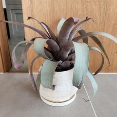 観葉植物鉢つきフリーセア サンデルシー 