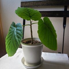 【観葉植物】ウンベラータ