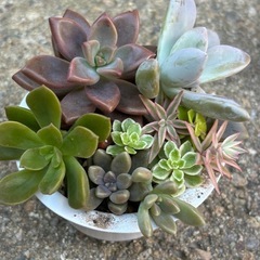 可愛い多肉植物寄せ植え