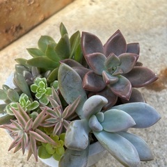 可愛い多肉植物寄せ植えの画像