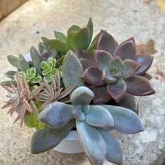 可愛い多肉植物寄せ植えの画像