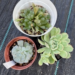 多肉植物3点セット　B