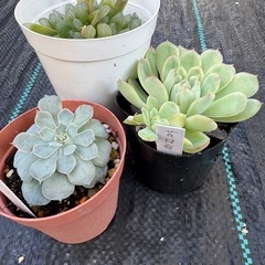 多肉植物3点セット　Bの画像