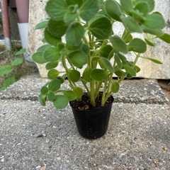 ミント香るアロマティカスの画像