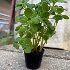 ミント香るアロマティカスの画像