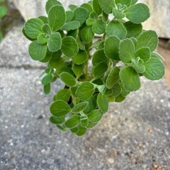 ミント香るアロマティカス