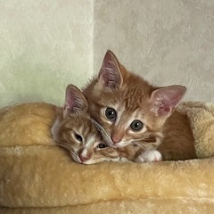 こねこ 茶トラ2匹