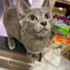 空猫✈️子猫シリーズ❣️ノルウェージャンandロシアンブルーMI...
