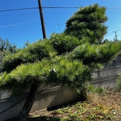 大切に手をかけてきた松の木