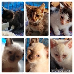 子猫　　2ヶ月くらい