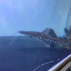タイガーシャベルノーズキャット
