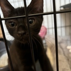 オス１ヶ月半