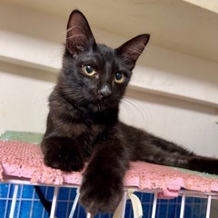 空猫✈️子猫シリーズ❣️ノルウェージャンandロシアンブルーMIX❤️黒半長毛の王子さま❣️4ヶ月の画像