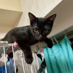 空猫✈️子猫シリーズ❣️ノルウェージャンandロシアンブルーMIX❤️黒半長毛の王子さま❣️4ヶ月 − 神奈川県