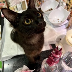 空猫✈️子猫シリーズ❣️ノルウェージャンandロシアンブルーMIX❤️黒半長毛の王子さま❣️4ヶ月 - 猫