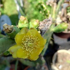 差し上げます　サボテンの画像