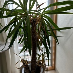 観葉植物