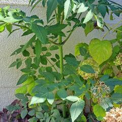 皇帝ダリア決まりました☺