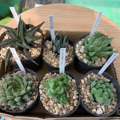 【b】 多肉植物混合6点セット